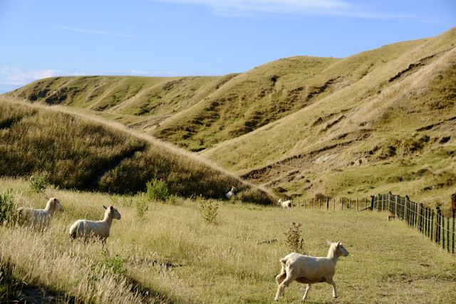 Australia and New Zealand photography