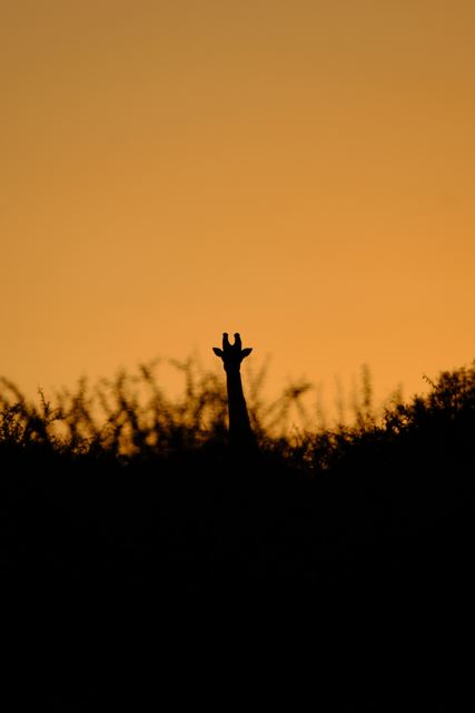 South Africa photo 3